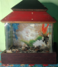 Fish Aquarium (12×8×8)